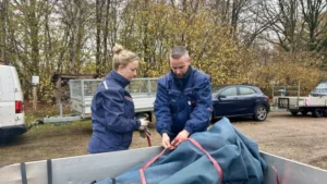 Boomdeeldag: bomen en struiken met 75% korting